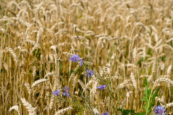 Blue Cornflowers Wheat Golden Background Selective Focus — Stock Photo, Image