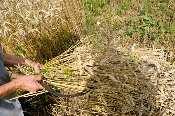 Hands Old Woman Sickle Wheat Old Harvesting Technology Sunny Day — стоковое фото