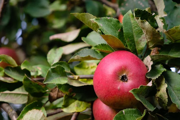 Rött Äpple Höstträdgården Kopiera Utrymme — Stockfoto