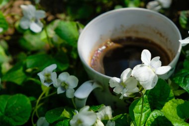 Bahçedeki kahve fincanının üzerinde beyaz menekşeler. Güneşli sabah.