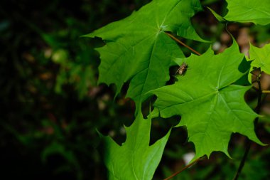 Ormandaki genç akçaağaç. Ormanlıkta güneş ışığı. Sinek güneşin tadını çıkarıyor. Ekosistem kavramı.