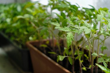 Plastik kutularda domates fideleri. Ev ekimi. Seçici odaklanma. Boşluğu kopyala.