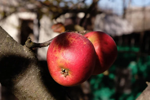 Rött Äpple Höstträdgården Solljus Gyllene Timmen Kopiera Utrymme — Stockfoto