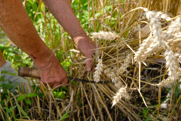 Старуха Серпом Пожинает Пшеницу Сбор Урожая Украине Селективный Фокус — стоковое фото