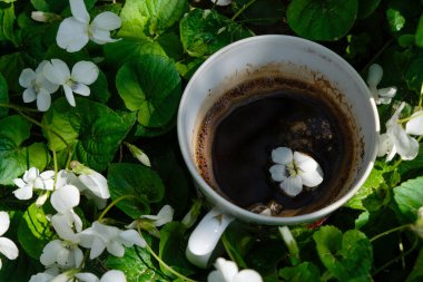 Kahveye beyaz menekşe çiçekleri. Çiçeklerin arasında bir fincan kahve. Güneşli bir sabah. Kahve daveti kavramı.