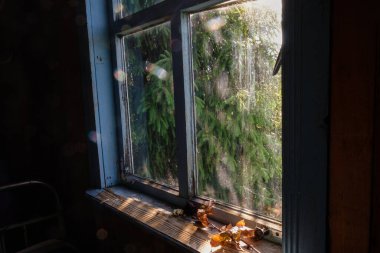 Güneşli bir sabahta eski bir evin ahşap penceresi. Kirli camın arkasında büyük bir ladin var. Bulanık güneş ışığı. Bokeh. Beklenmedik bir açı. Boşluğu kopyala.