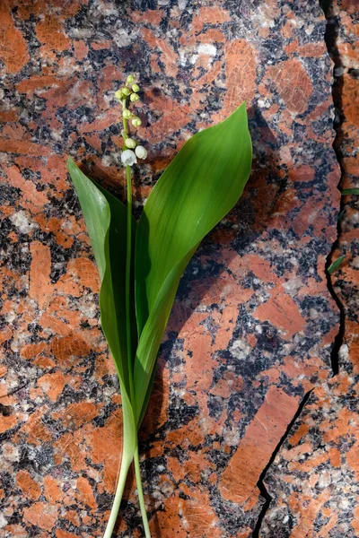 Lirio Flor Del Valle Una Losa Granito Pulido Negro Naranja —  Fotos de Stock