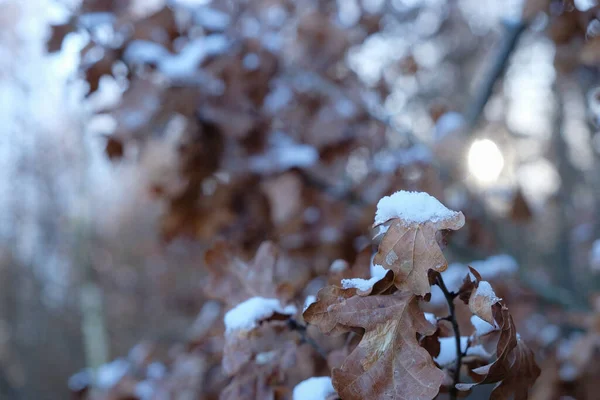 茶色のオークの葉の上に雪 寒い冬の太陽 照葉樹林の背景 — ストック写真