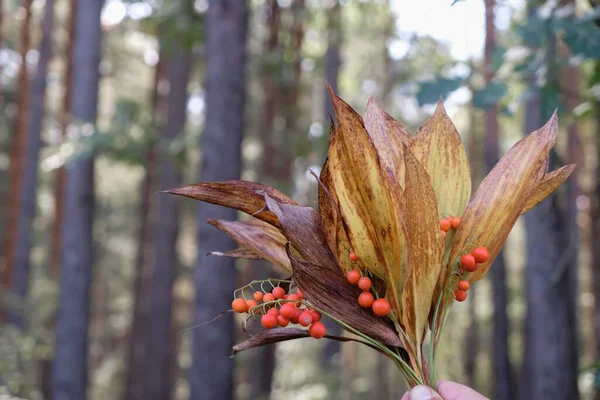山谷红浆果的装饰花束百合 松树的森林背景 — 图库照片