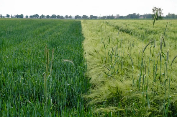 Темно Зеленое Пшеничное Поле Светло Зеленое Ржаное Поле Украине Граница — стоковое фото