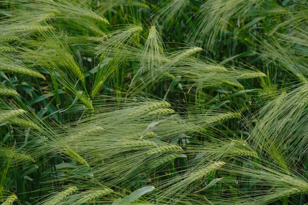Πράσινη Σίκαλη Ρύζι Αυτιά Φόντο Άνω Όψη — Φωτογραφία Αρχείου