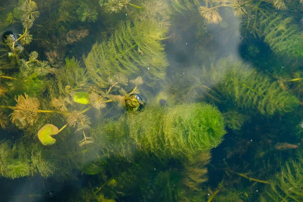 Algas Chara Algas Verdes Subaquático Vista Superior — Fotografia de Stock