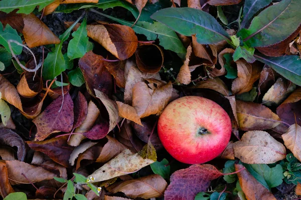 Sonbahar elma yapraklarının renkleri. Yaprak arkaplanda kırmızı elma.
