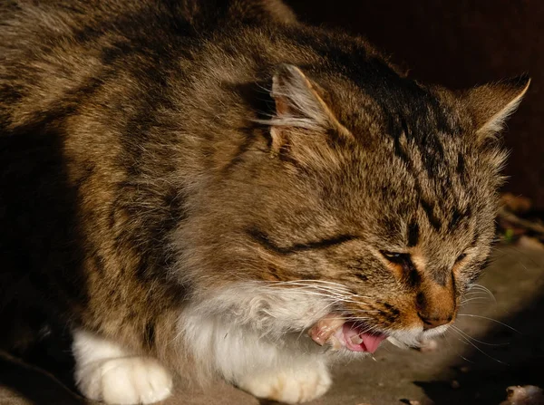 The peasant cat is eating. Chicken bone in a cat\'s teeth. Concept for food diet for cats, dogs, and pets.