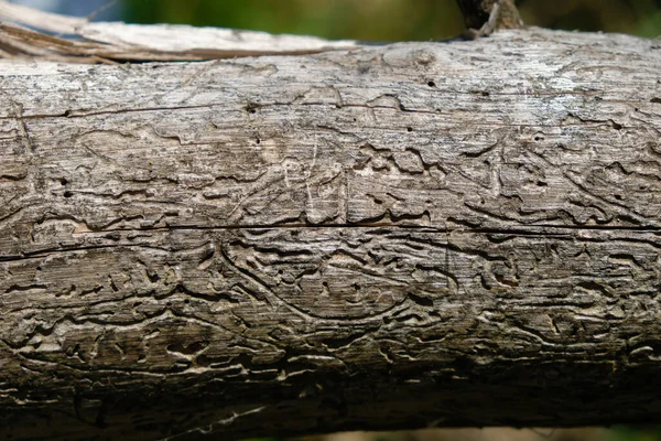 Мертвое Дерево Лесной Массив Заражен Короедом Охрана Природы — стоковое фото