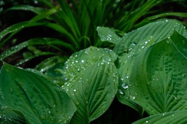 Yağmurdan sonra yeşil Hosta yaprağı. Peyzaj tasarımı. Duvar Kağıdı.