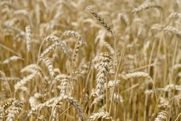 Wheat Golden Background Selective Focus — Stock Photo, Image