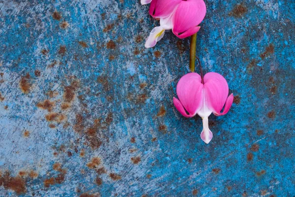 Flores Corazones Sangrantes Sobre Fondo Azul Oxidado Copiar Espacio — Foto de Stock