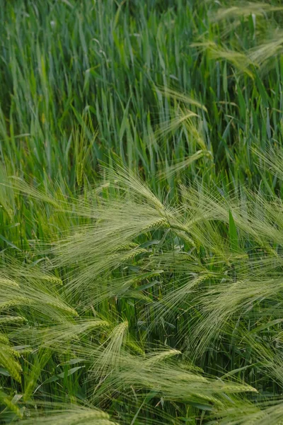 Green Rye Agriculture Concept Vertical Image — Stock Photo, Image