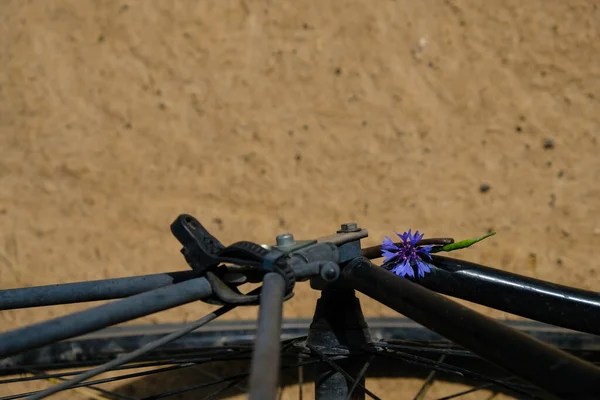 Kwiat Kukurydzy Rzepaku Utknęły Kole Rowerowym Jazda Rowerze Drogach Odbiór — Zdjęcie stockowe