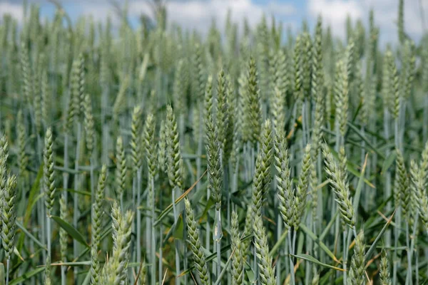 Пшеничное Поле Ранних Стадиях Цветущего Уха Селективный Фокус — стоковое фото