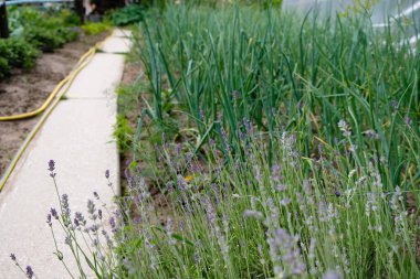 Bahçe yolu boyunca lavanta ve soğan yatakları. Su hortumu. Ev hayatı..