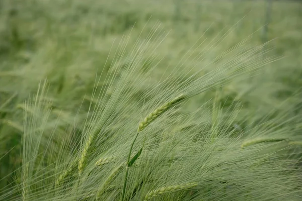 Rye Ears Background Green Rye — Stock Photo, Image