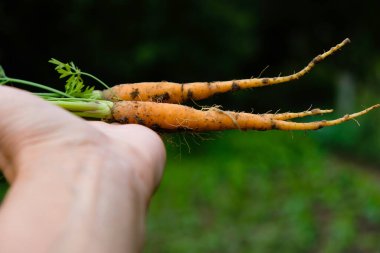 Bahçe arka planında genç havuçları tutan bir kadın. Havuç haşereleri. Boşluğu kopyala.