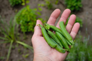 Bir çiftçinin elinde yeşil bezelye kabukları. Boşluğu kopyala.