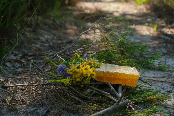 Honningkammer Fulle Honning Skogsstien Villblomster Skogsjord Skoghonning Eller Vill Honning – stockfoto