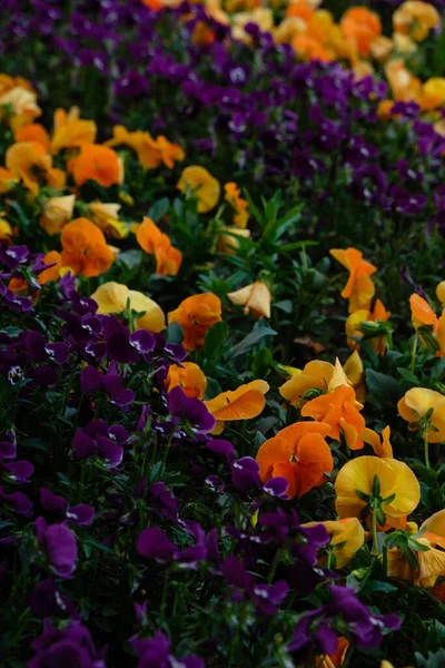 Pansy Flowers Background Garden Decoration Vertical Image — Foto de Stock