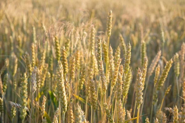 Wheat Field Stage Milky Waxy Grain Ripeness Evening Golden Hour — Stock Photo, Image