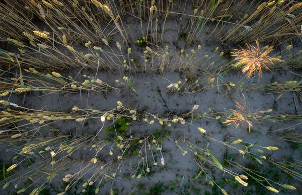 弱小麦生长在受侵蚀破坏的土地上 乌克兰的夜晚黄金时间 生态土壤问题 — 图库照片