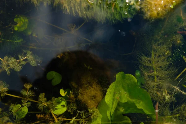 River with vegetation in the water. Underwater plants. Sunlight. Conservation of wetlands. Copy space.
