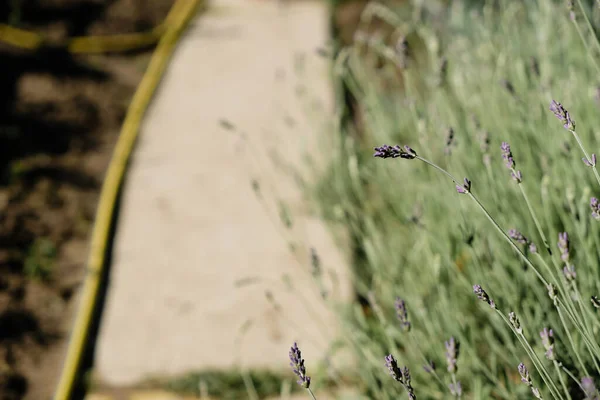 Lavender Beds Garden Path Watering Hose Domestic Life Copy Space — Fotografia de Stock