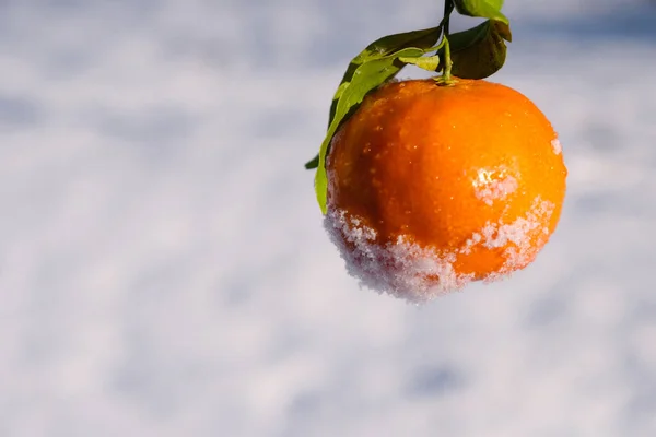 Tangerine Snow Background Winter Sunny Day C0Py Space — Foto de Stock