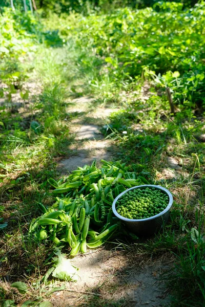 Bowl Green Peas Pods Garden Path Sunny Morning — Fotografia de Stock