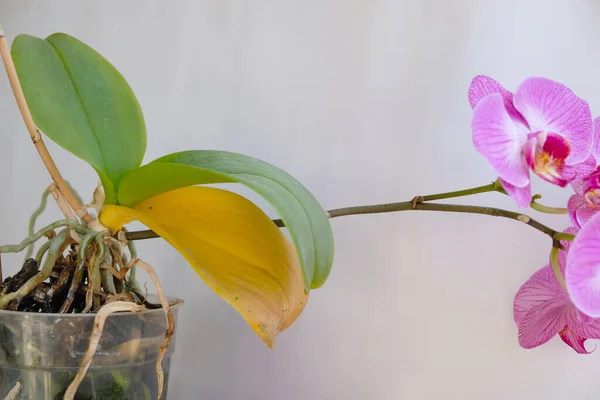 Orchid with a yellow leaf. Orchid diseases. House plants care. Copy space.