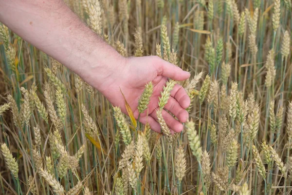 Фермер Проверяет Зрелость Зерна Пшеничное Поле Стадии Молочно Восковой Зрелости — стоковое фото