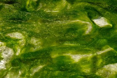 Green algae. The Toulourenc river gorges at foot of Mont Ventoux in Provence.