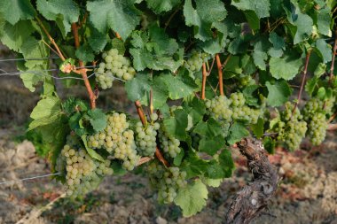 Ripe white grapes. Wine region. Bodenheim, Germany.