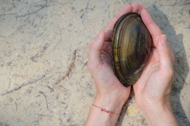 Freshwater mussel shell (anodonta cygnea) in woman's hand. Red bracelet with the inscription love on a woman's wrist. Sand background. Women's intimate health concept. Copy space.