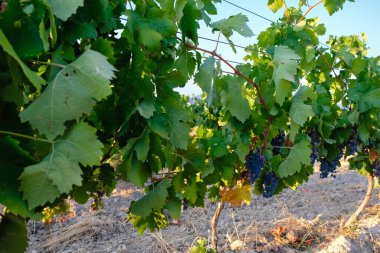 The row of ripe organic purple grapes in the wine region of Provence, France. The golden hour of the evening.