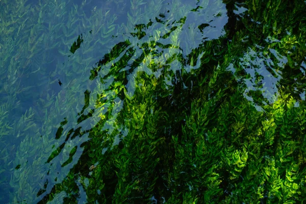 Emerald Algae Background Ecosystem Concept Blur Water Sorgue River Fontaine — Foto de Stock