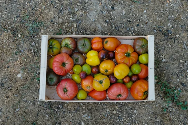 Caixa Madeira Com Tomates Cores Diferentes Chão Apoio Empresarial Local — Fotografia de Stock