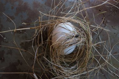 Yumurta ve saman. Paslı arka plan.