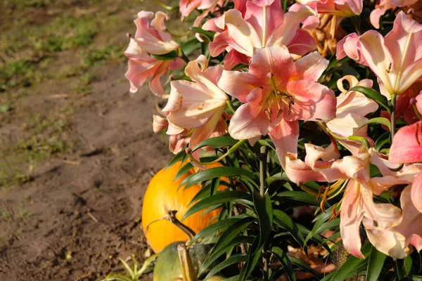 Lilies of Peach color. Lilium \'Zelmira\' in the garden after the rain. OT-hybrid lily. Oriental lily x trumpet lily.