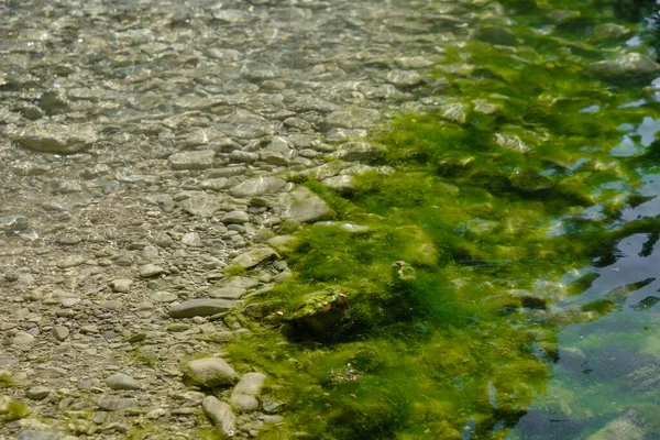 Green Algae Toulourenc River Gorges Foot Mont Ventoux Provence — Fotografia de Stock