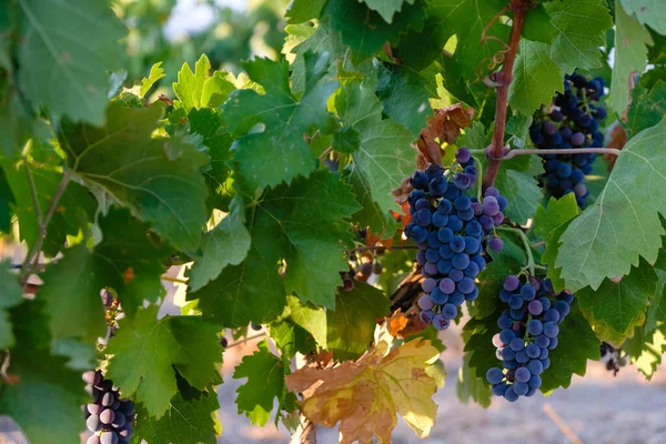 Czarne Winogrona Regionie Winiarskim Prowansja Francja Złota Godzina Wieczoru — Zdjęcie stockowe