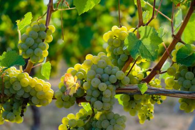 Sabahın köründe olgun üzümler. Rheinhessen şarap bölgesi. Almanya.